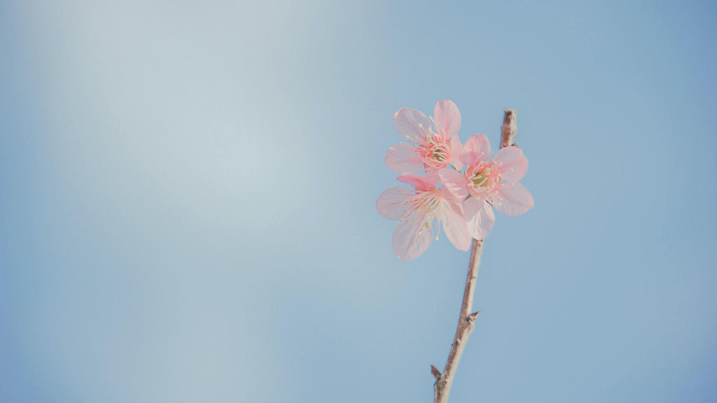 What are the best florists in or near Manteca, California? 
