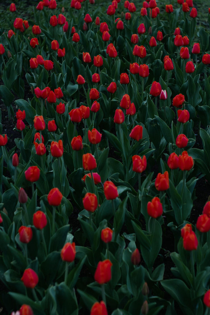What are the best florists in or near Albertson, New York? 