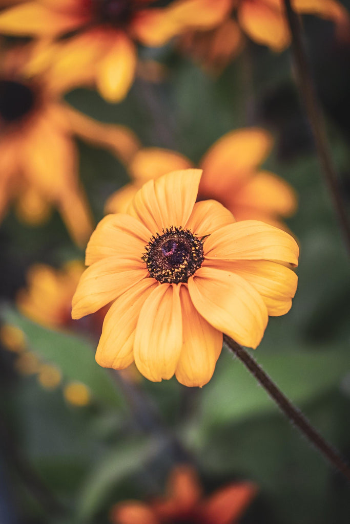 What are the best florists in or near Alamo, Georgia? 