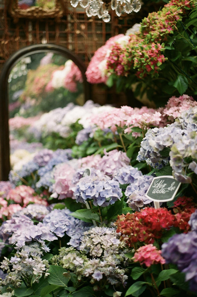What are the best florists in or near Harrisonburg, Virginia? 