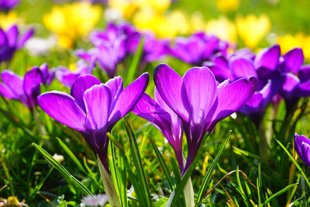 What are the best florists in or near Lake Andes, South Dakota?