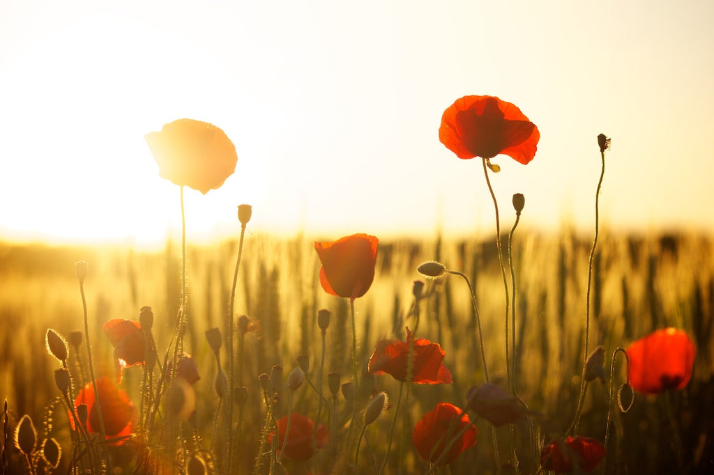 What are the best florists in or near Alexandria, Tennessee?