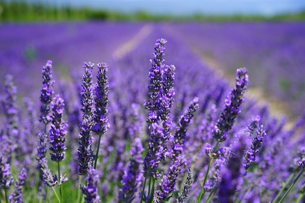 What are the best florists in or near New London, Texas?