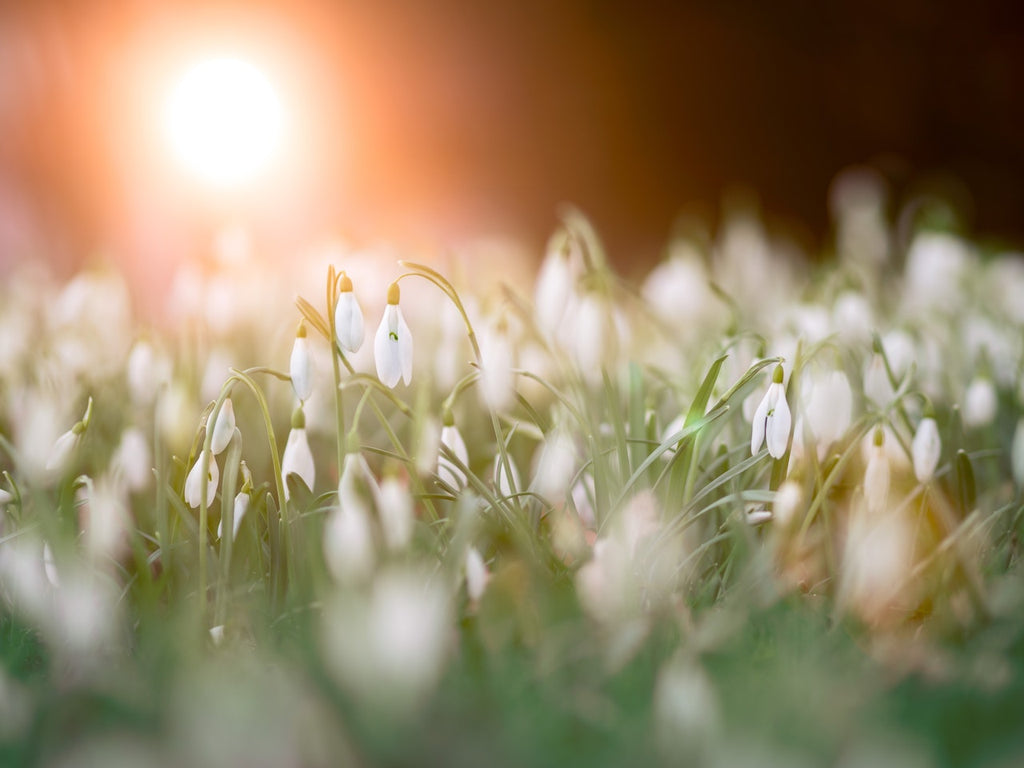 What are the best florists in or near Alberta, Virginia?