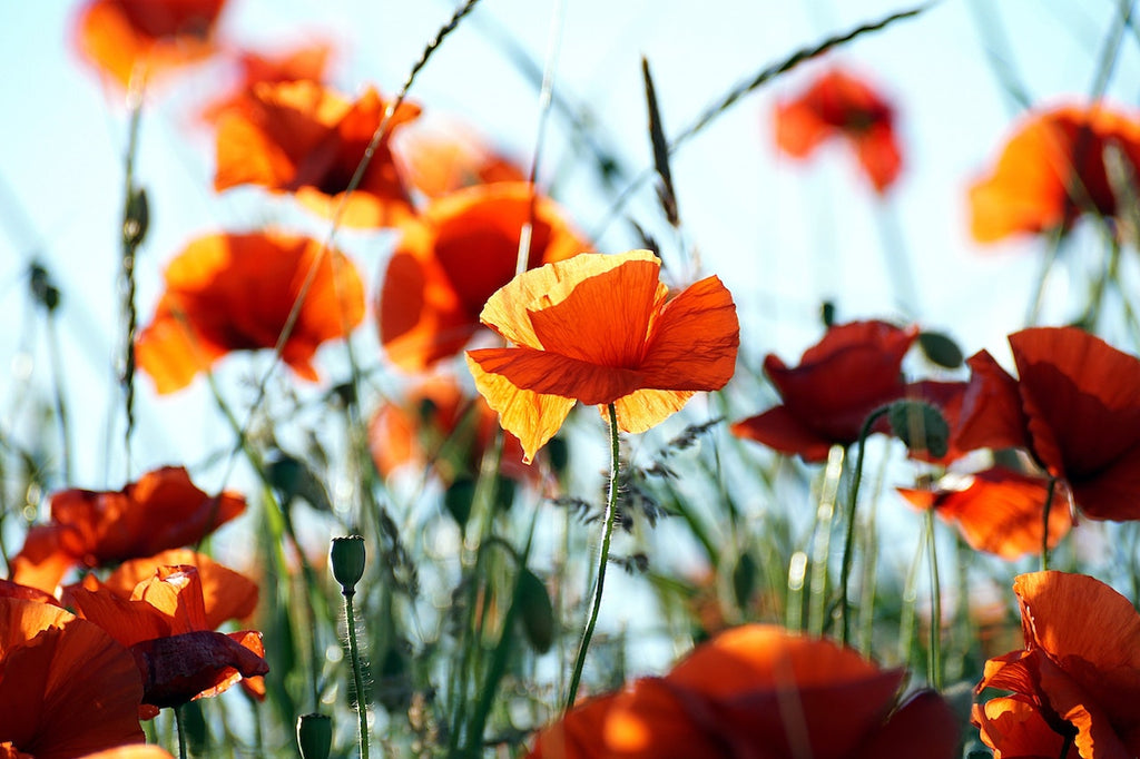 What are the best florists in or near Addy, Washington?