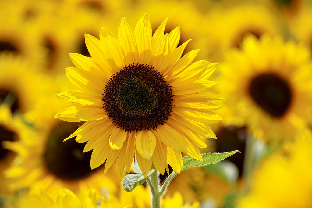 What are the best florists in or near Kentuck, West Virginia?