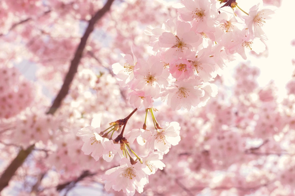 What are the best florists in or near Norwalk, Wisconsin?
