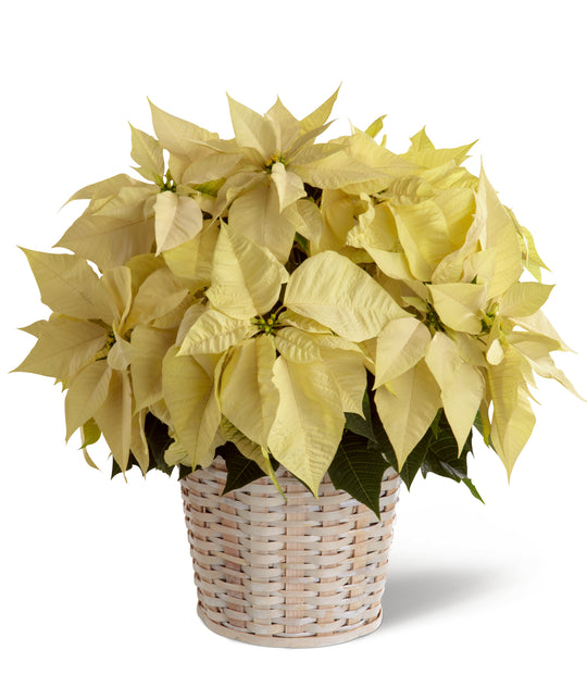 White Poinsettia Basket (Large) - Same Day Flower Delivery