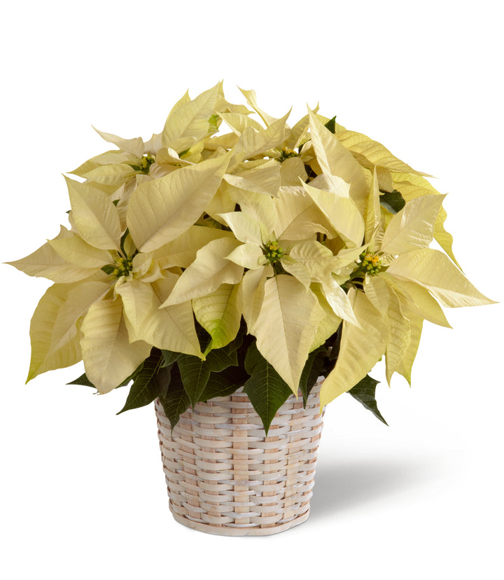 White Poinsettia Basket (Small) - Same Day Flower Delivery