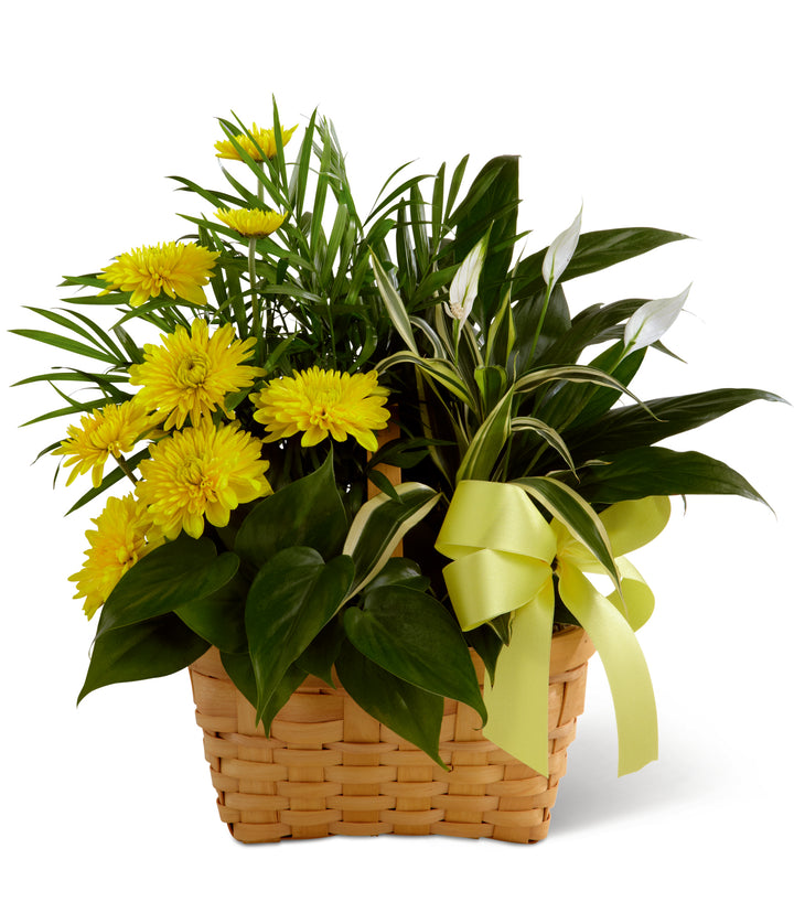 The Loving Light Dishgarden - Same Day Flower Delivery