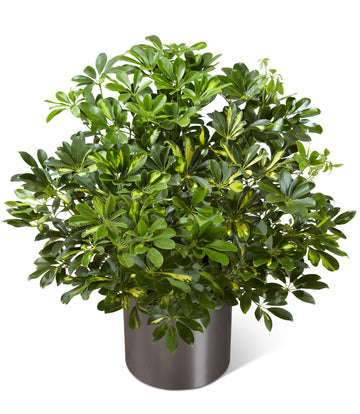 The Schefflera Arboricola