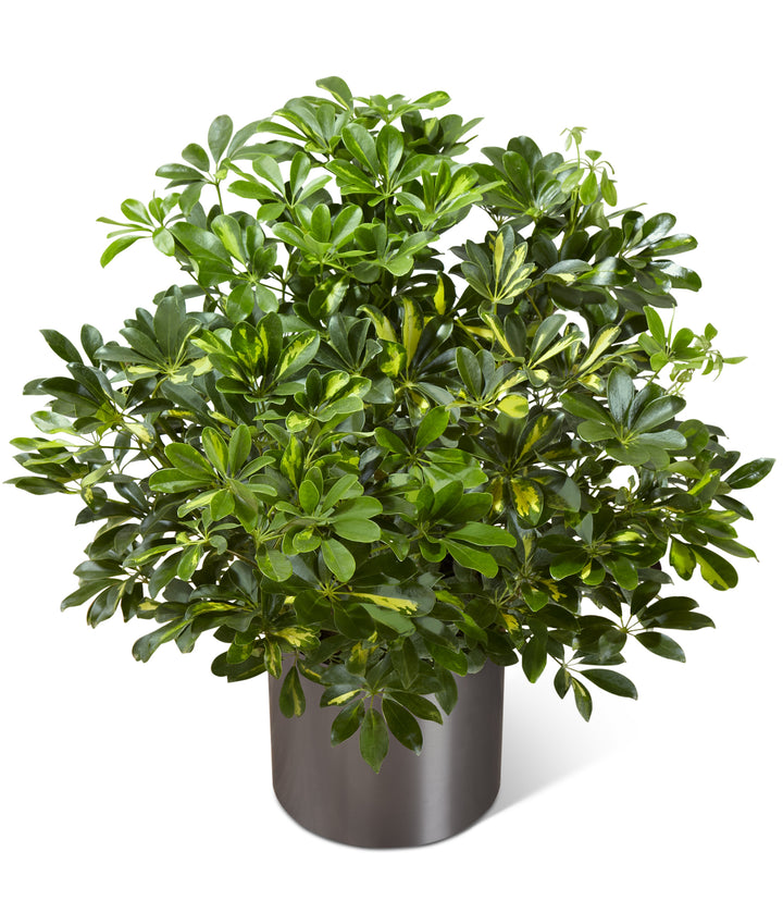 The Schefflera Arboricola - Same Day Flower Delivery