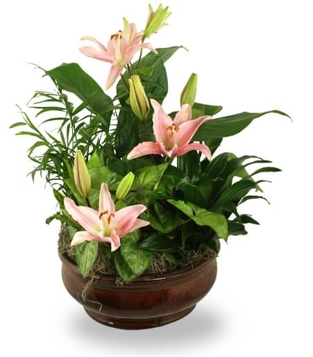 Radiant Foliage Planter - Same Day Flower Delivery