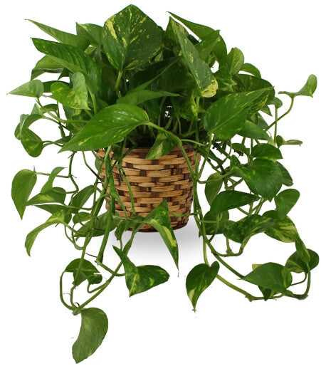 Enduring Spirit Pothos Basket - Same Day Flower Delivery