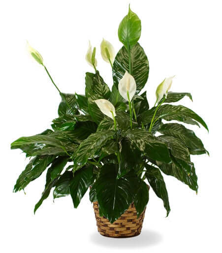 The Peace Lily - Same Day Flower Delivery