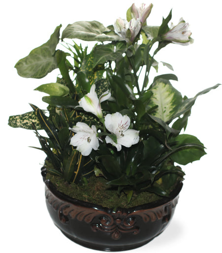 Large Mixed Plant Dish Garden - Same Day Flower Delivery