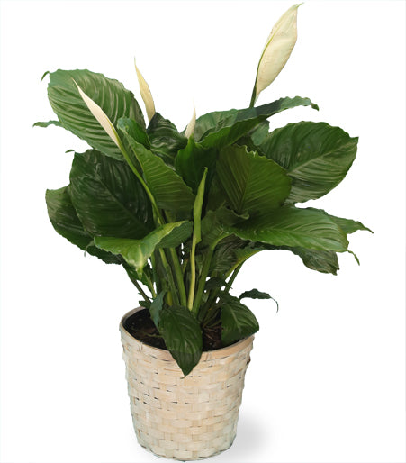 Peace Lily - Same Day Flower Delivery