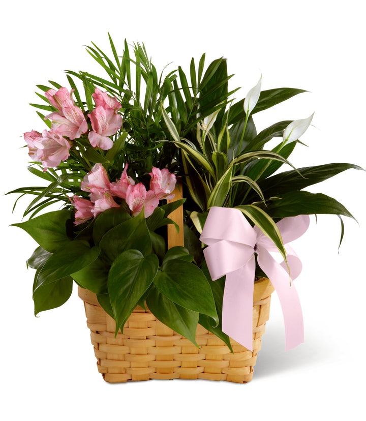 Living Spirit Dishgarden - Same Day Flower Delivery