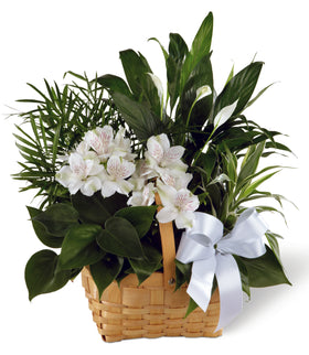 Peace & Serenity Dishgarden