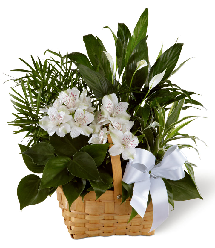 Peace & Serenity Dishgarden - Same Day Flower Delivery