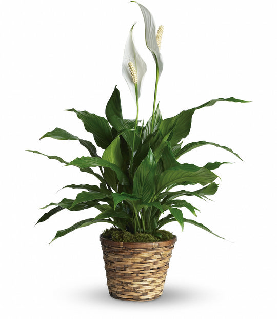 Simply Elegant Spathiphyllum - Same Day Flower Delivery