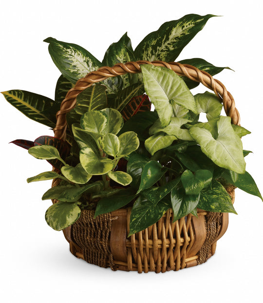 Emerald Garden Basket - Same Day Flower Delivery