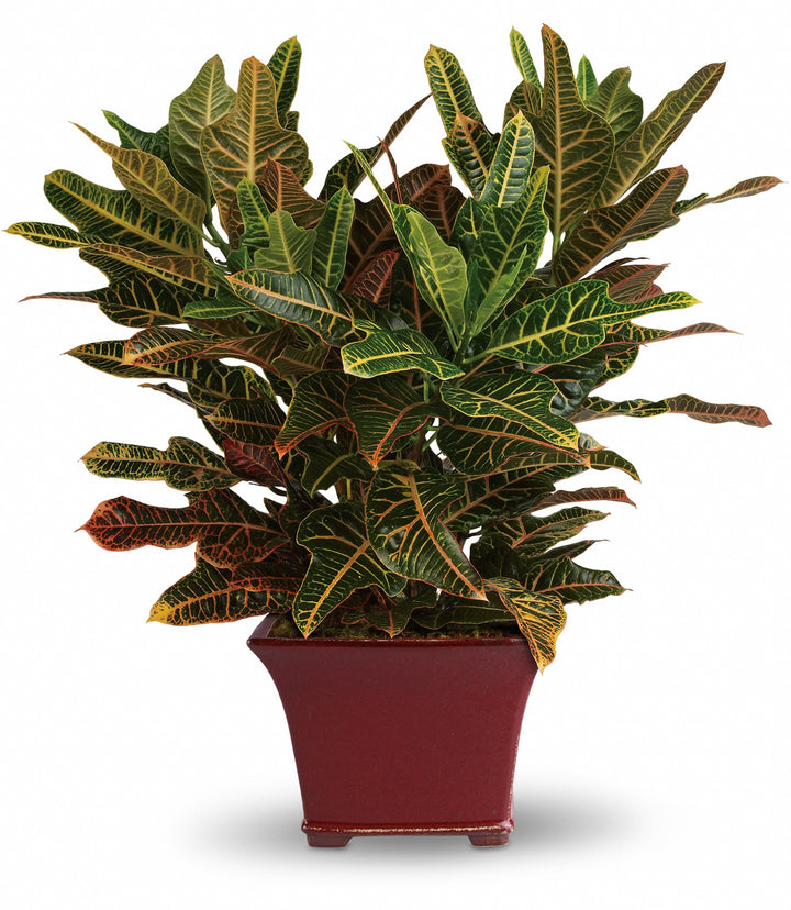 Stately Croton - Same Day Flower Delivery