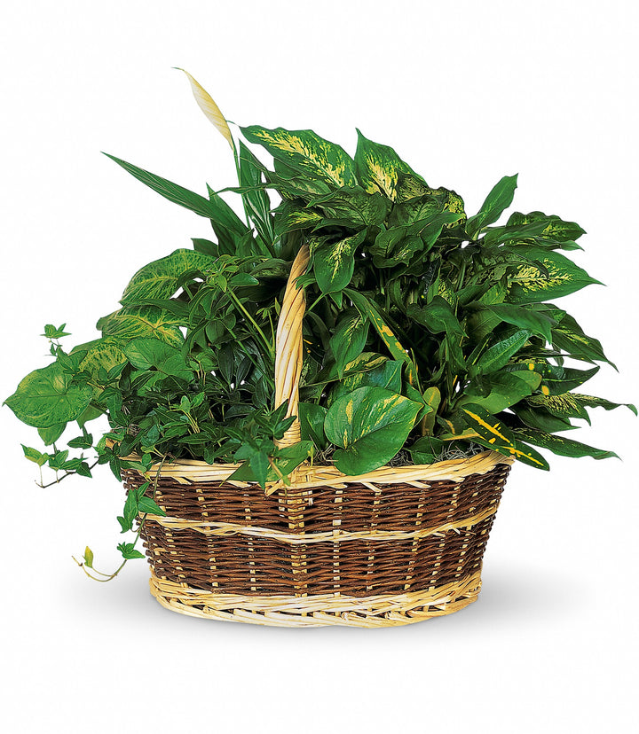 Large Basket Garden - Same Day Flower Delivery