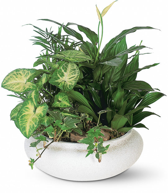 Medium Dish Garden - Same Day Flower Delivery