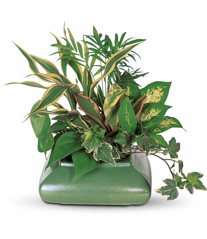 Small Garden Dish - Same Day Flower Delivery