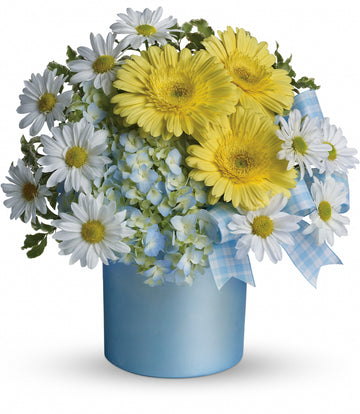 Once Upon a Daisy