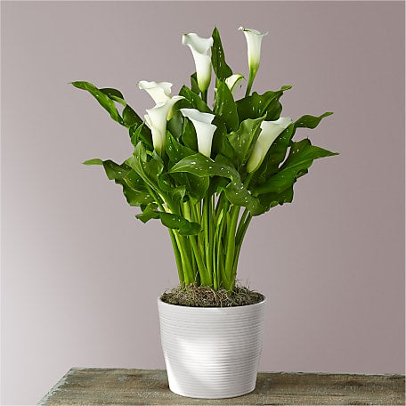 Classic White Calla Lily – The Flowers Directory