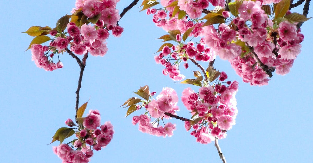 What Are Some Cheap Options For Funeral Flowers?
