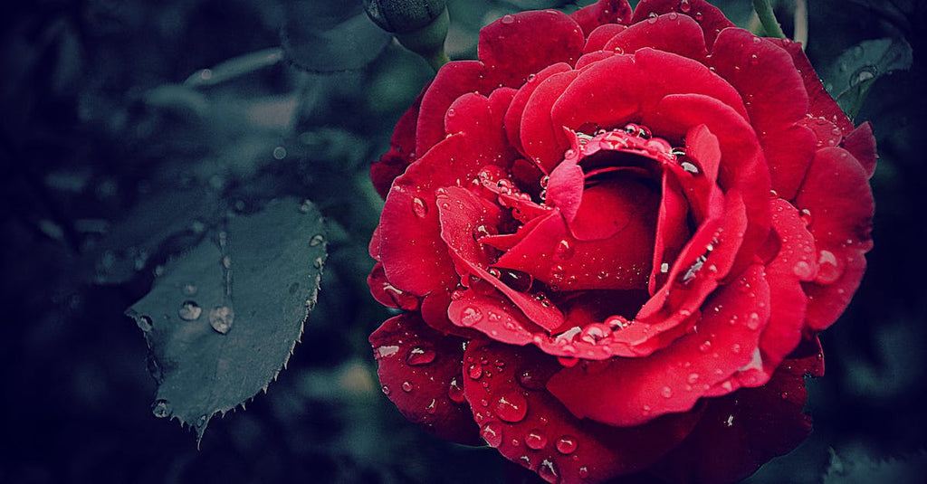What To Look For In An Artificial Wreath For A Funeral?