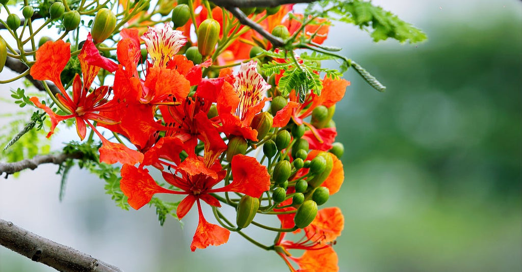 What To Look For In A Flower Wreath For A Funeral?